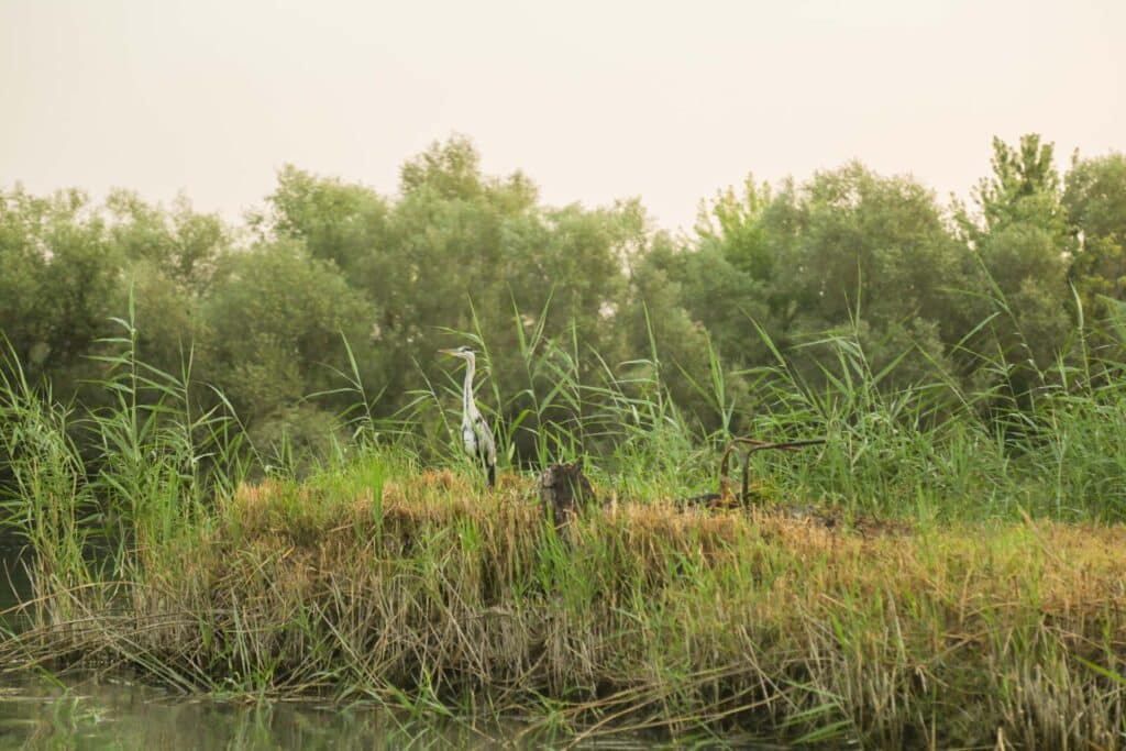 Birdwatching Tour on Skadar Lake