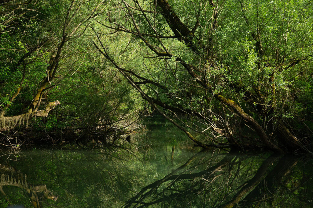 The Wild Route – Skadar’s Hidden Amazon