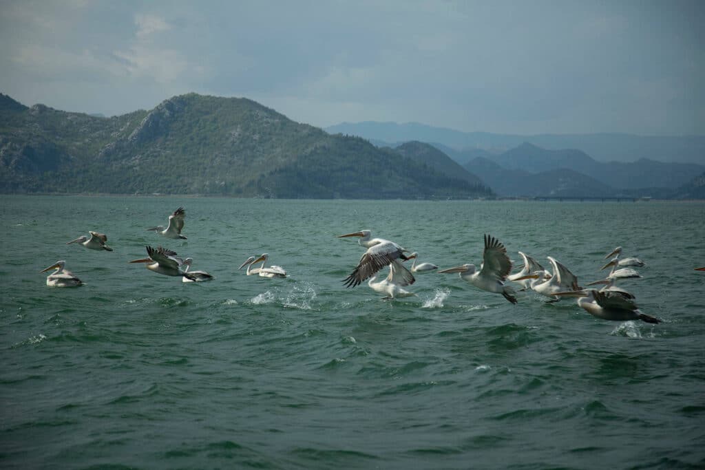 The Wild Route – Skadar’s Hidden Amazon