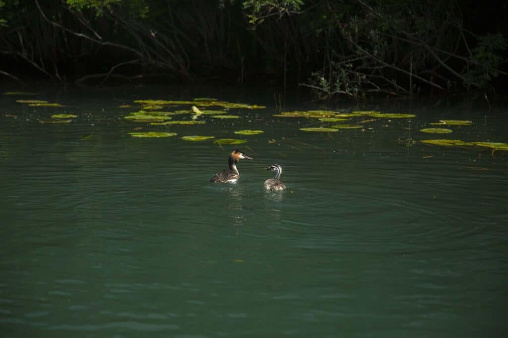 Birdwatching Tour on Skadar Lake