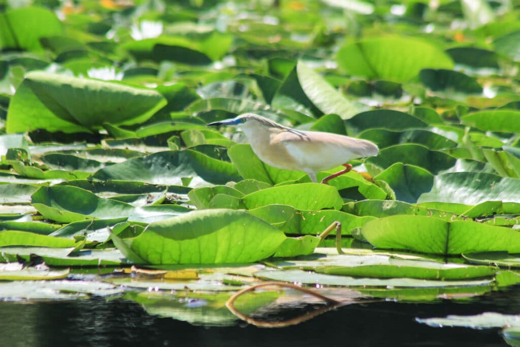 Birdwatching Tour on Skadar Lake