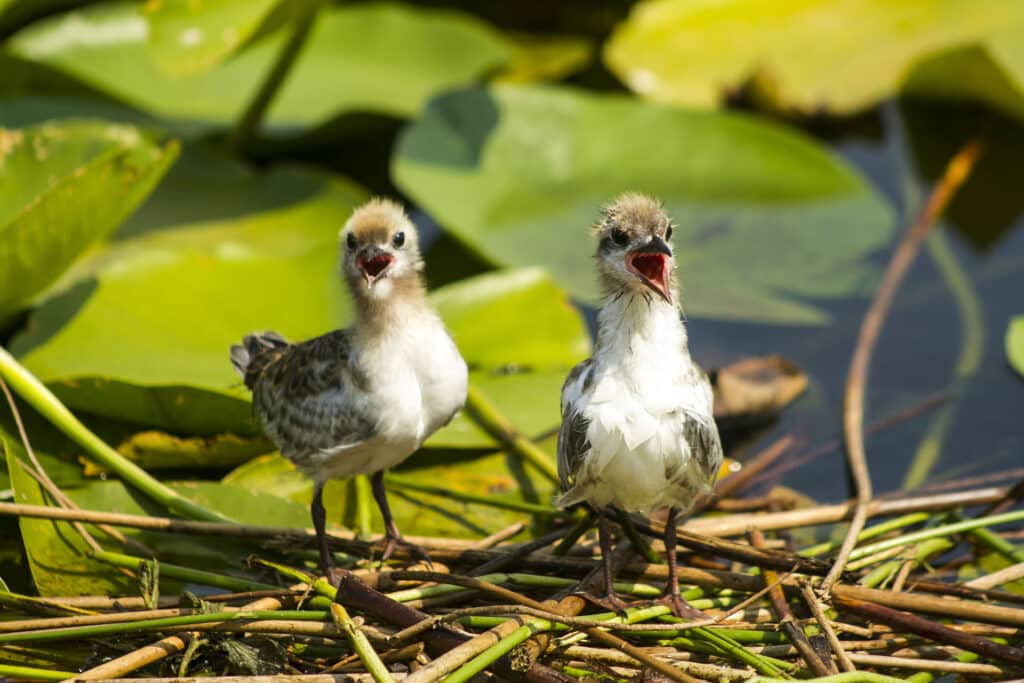 Birdwatching Tour on Skadar Lake