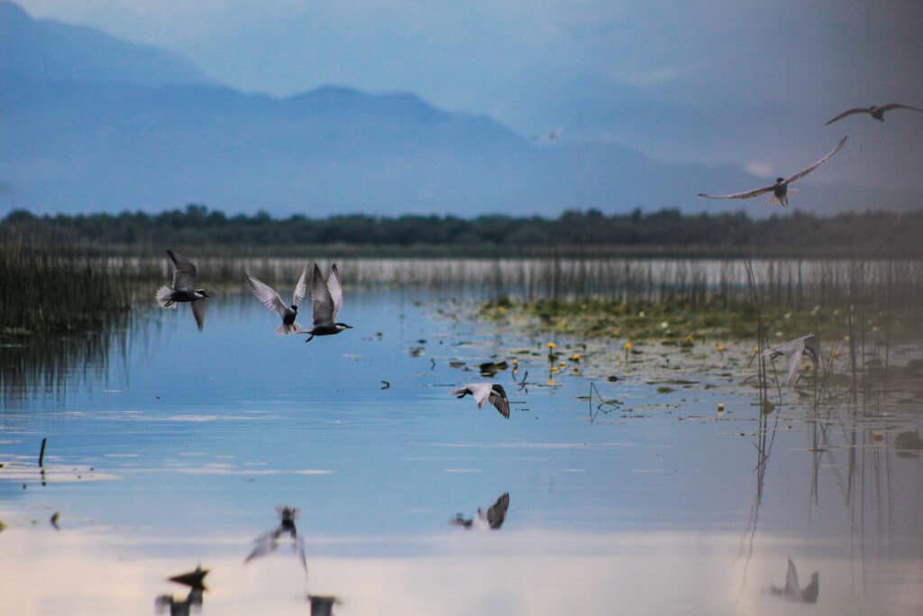 Birdwatching Tour on Skadar Lake