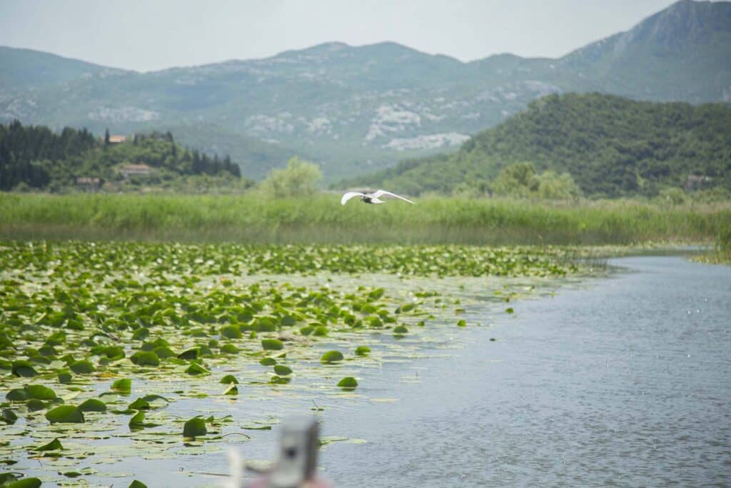 Birdwatching Tour on Skadar Lake