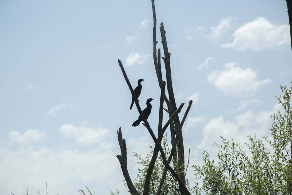 Birdwatching Tour on Skadar Lake