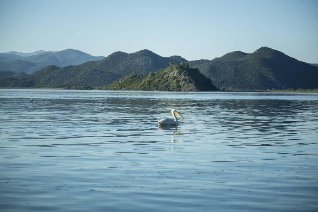 Birdwatching Tour on Skadar Lake